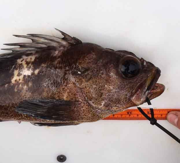 Quillback rockfish (Sebastes maliger)