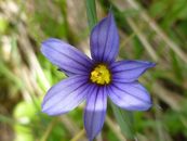 Shore blue-eyed grass (Sisyrinchium littorale)