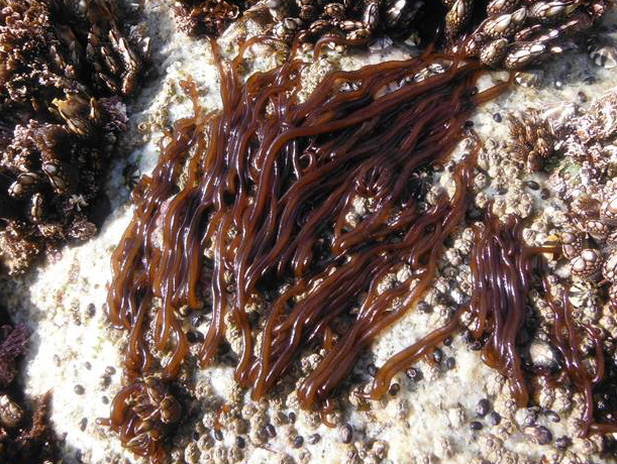Rubber threads (Nemalion elminthoides, Nemalion helminthoides)