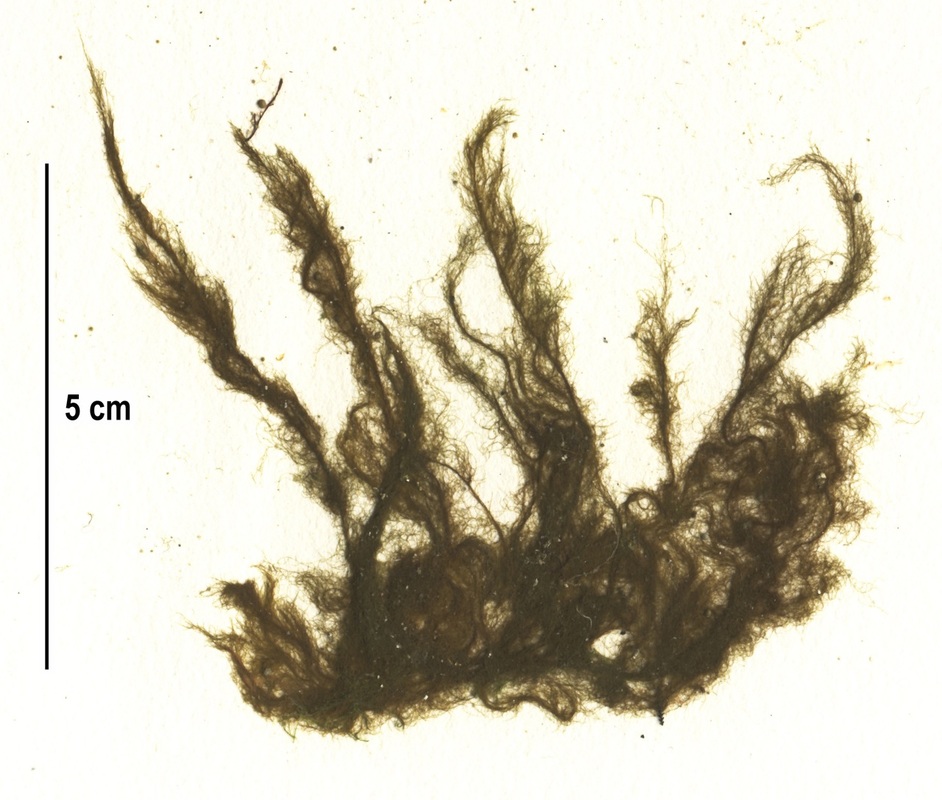 Sea felt (Pylaiella littoralis)