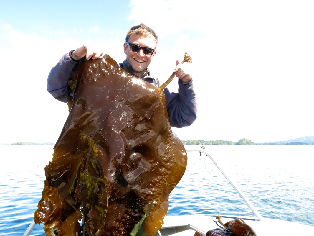 Split kelp (Saccharina groenlandica)
