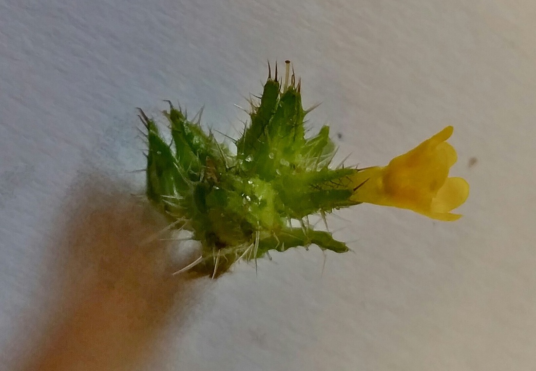 Seaside fiddleneck (Amsinckia spectabilis)