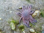 Sunflower star (Pycnopodia helianthoides)