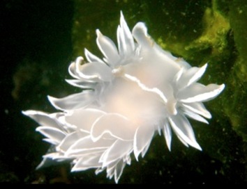 White-lined dirona (Dirona albolineata)