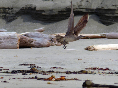 Whimbrel (Numenius  phaeopus)