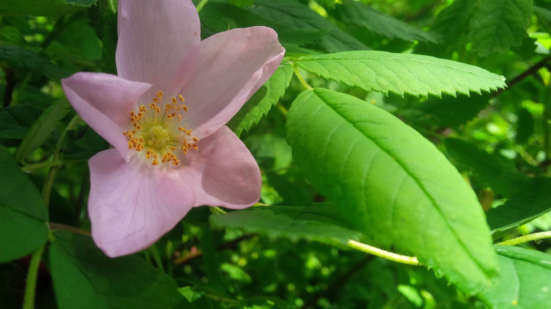 Nootka rose, Wild rose, Bristly rose (Rosa nutkana)