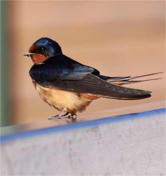 Barn swallow (Hirundo rustica)
