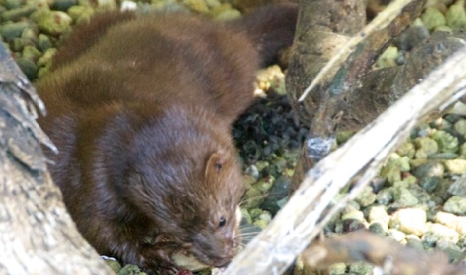 American mink (Neovison vison)