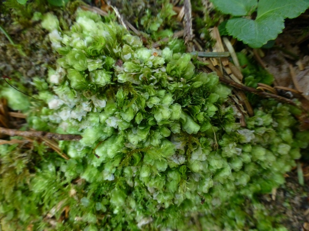 Clear moss (Hookeria lucens)