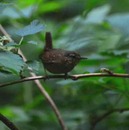 Pacific wren (Troglodytes pacificus)
