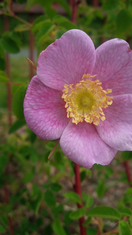Nootka rose, Wild rose, Bristly rose (Rosa nutkana)