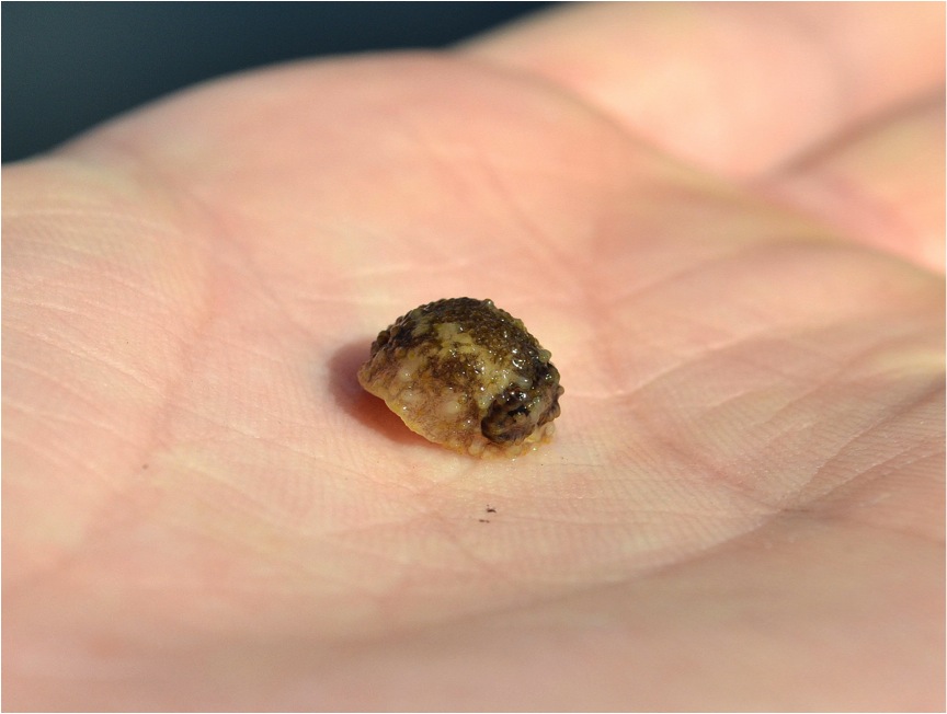 Barnacle nudibranch (Onchidoris bilamellata)