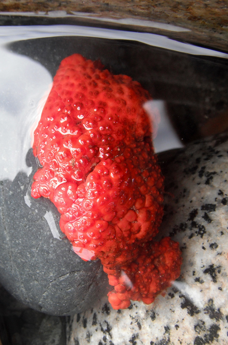 Fused orange social ascidians (Metandrocarpa dura)