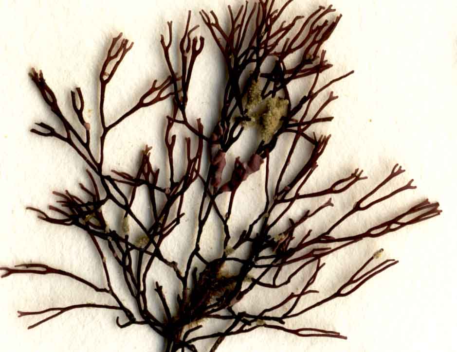 Bushy Ahnfelt's seaweed (Ahnfeltia fastigiata)