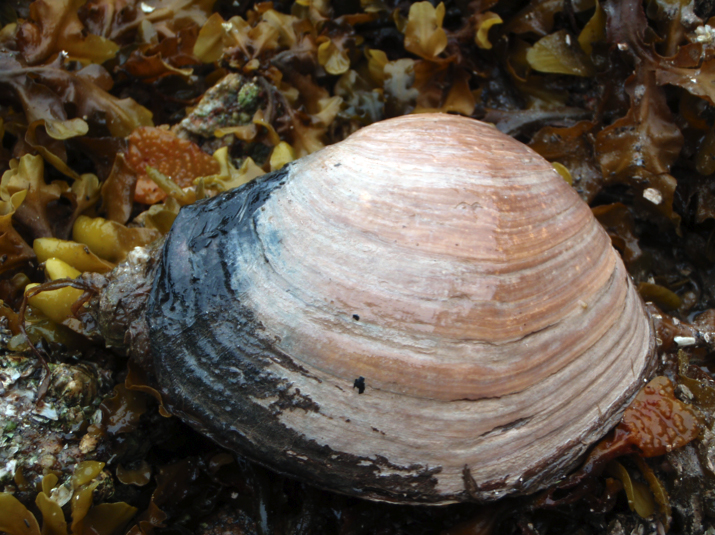 Fat gaper (Tresus capax)