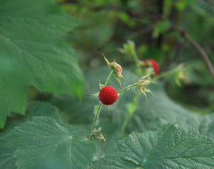 Thimbleberry  (Rubus parviflorus)