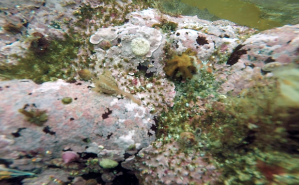 Herring-bone stalked jelly (Manania distincta)