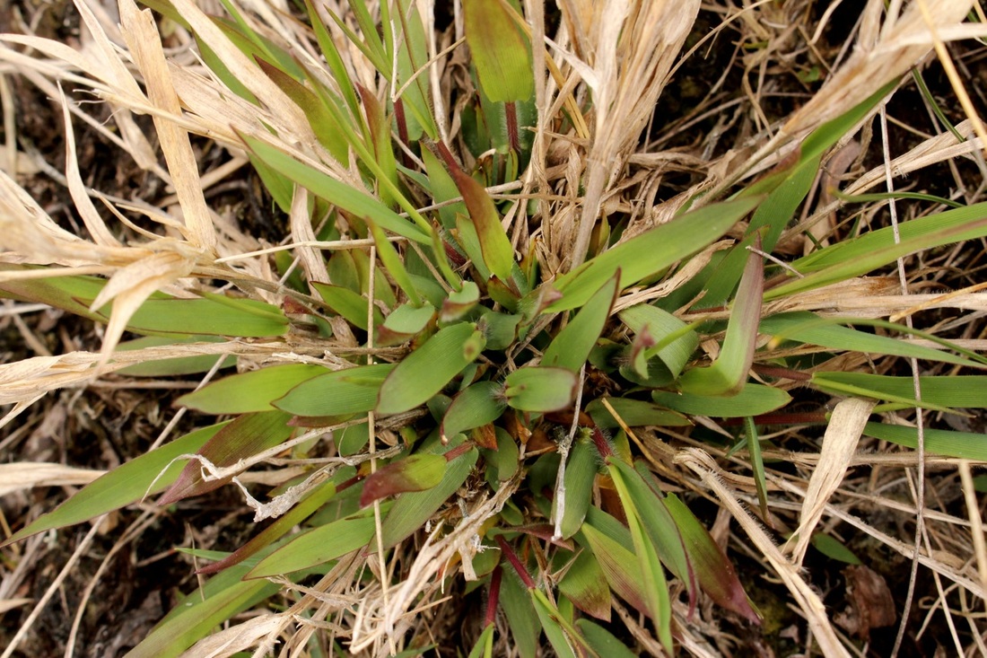 Western panicgrass (Dichanthelium acuminatum)