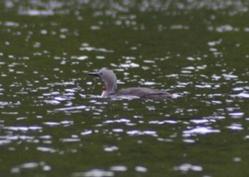 Red-throated loon (Gavia stellata)