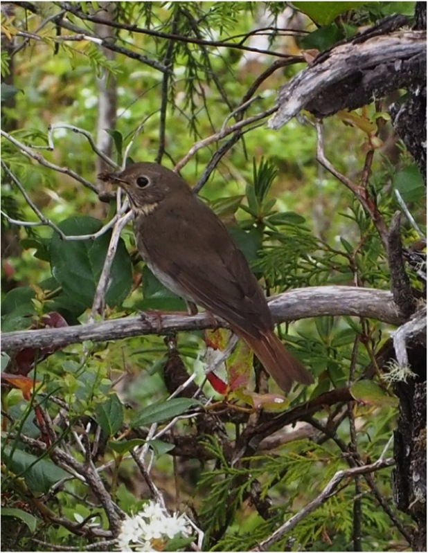 Hermit thrush (Catharus guttatus)