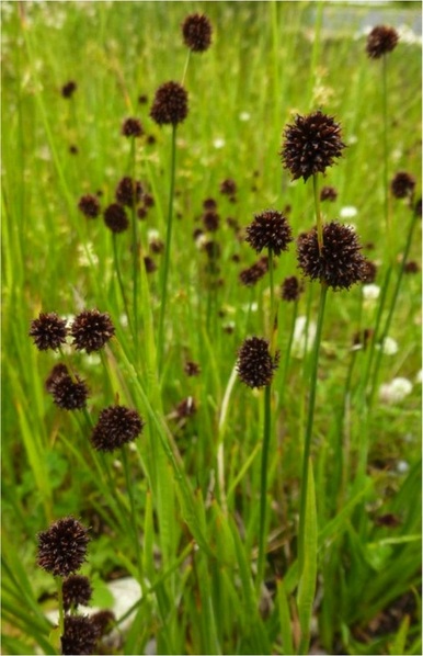 Merten's rush (Juncus mertensianus)