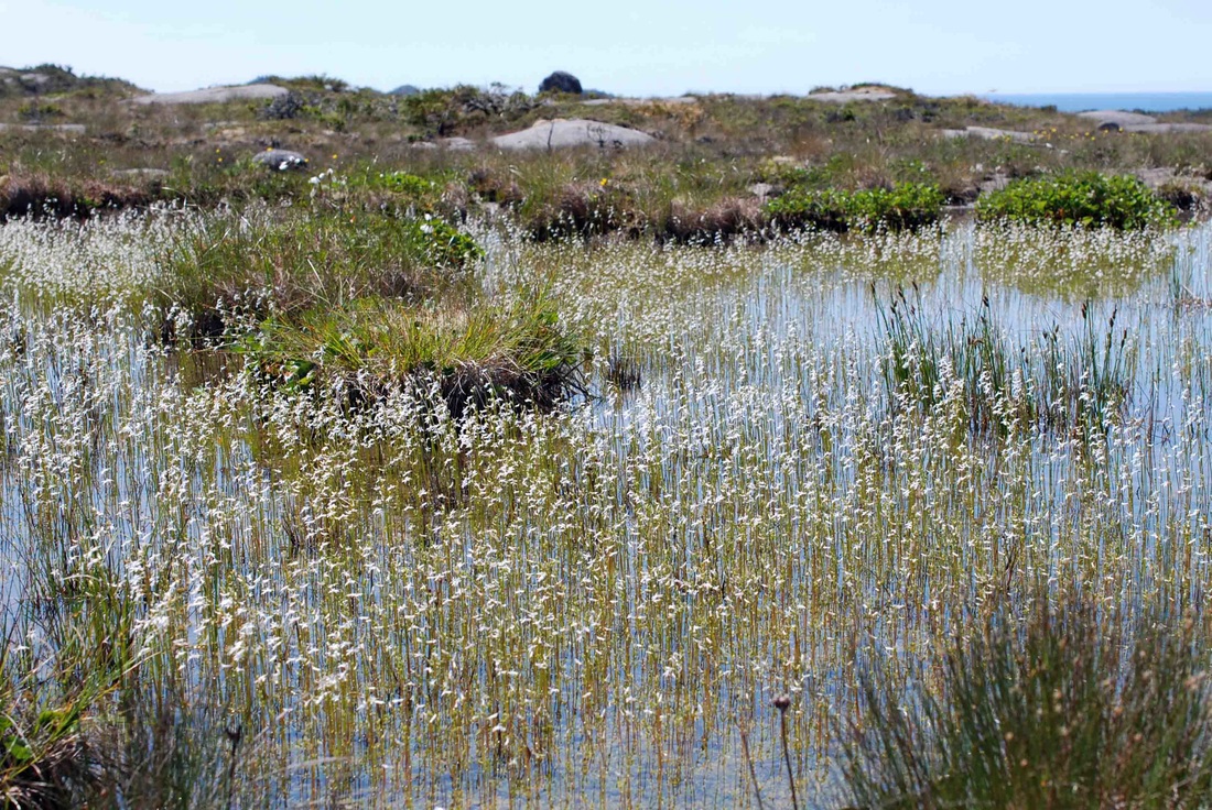 Water lobelia (Lobelia dortmanna)