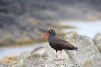Black oystercatcher (Haematopus bachmani)