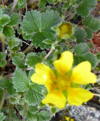 Villous cinquefoil (Potentilla villosa)