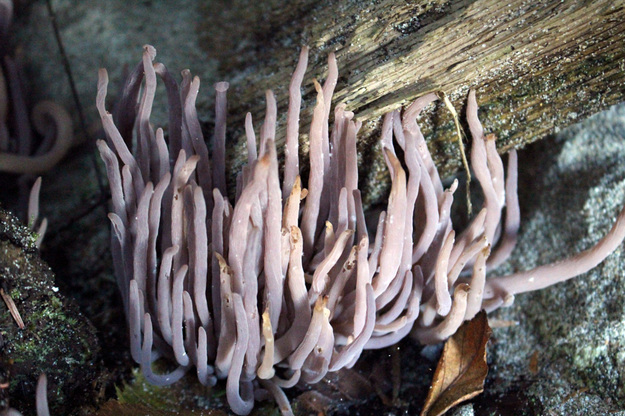 Purple club coral (Alloclavaria purpurea)