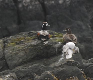 Harlequin duck (Histrionicus histrionicus)