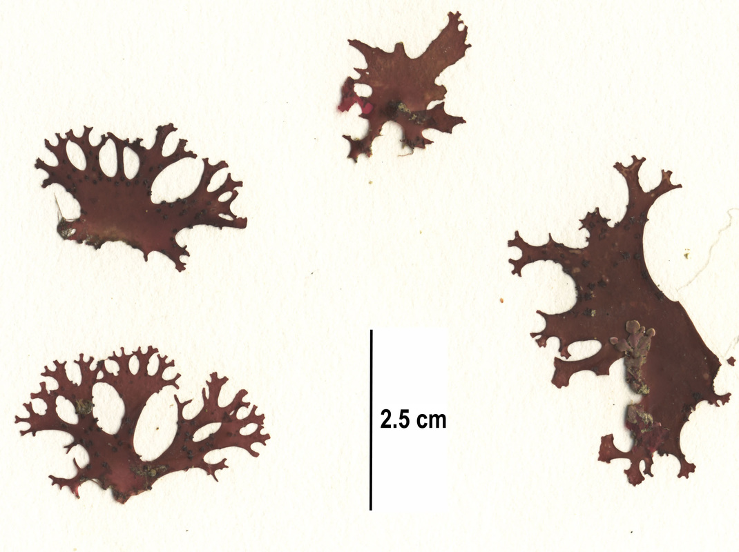 Blue branching seaweed (Gloiocladia laciniata)