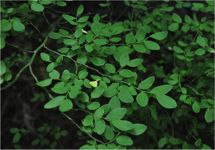 Red huckleberry (Vaccinium parvifolium)