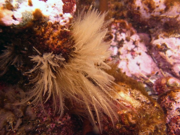 Plumularia setacea, glassy plume hydroid
