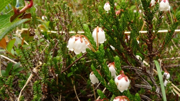 White mountain-heather (Cassiope mertensiana)