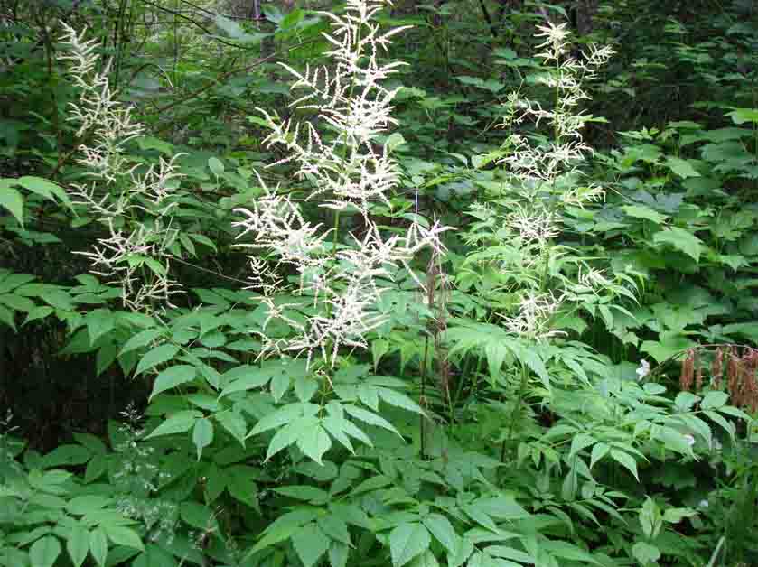 Goatsbeard (Aruncus dioicus)