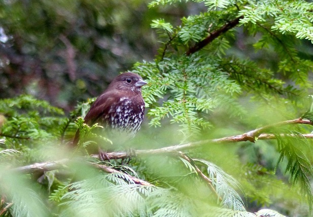 Fox sparrow (Passerella iliaca)