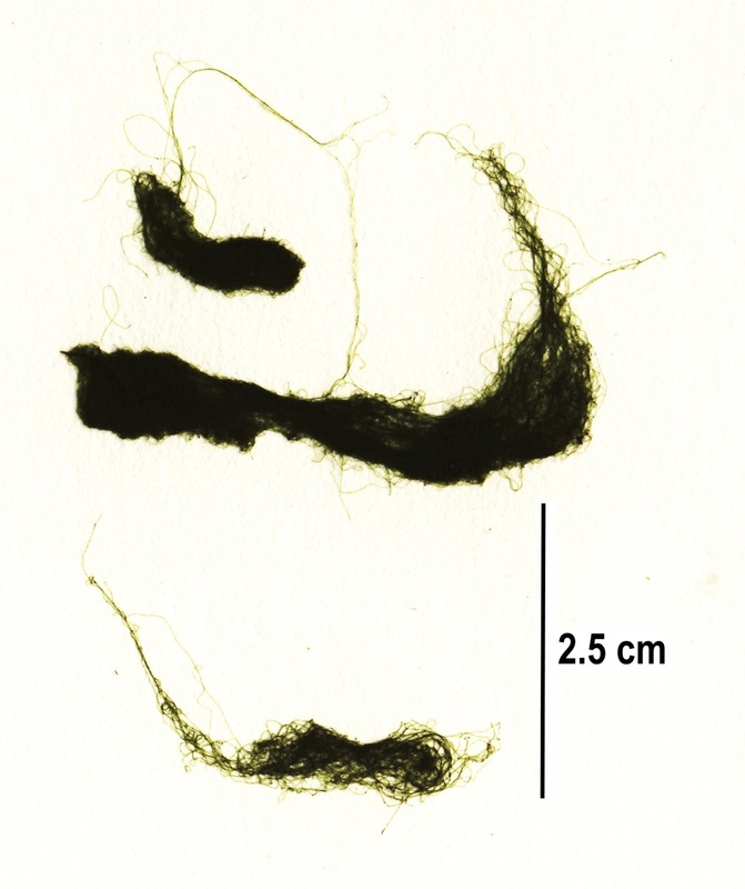 Chaetomorpha cannabina