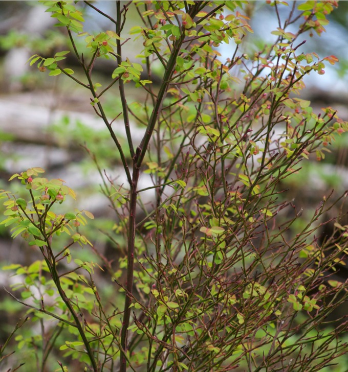 Red huckleberry (Vaccinium parvifolium)