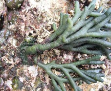 Sea staghorn (Codium fragile ssp. californicum)