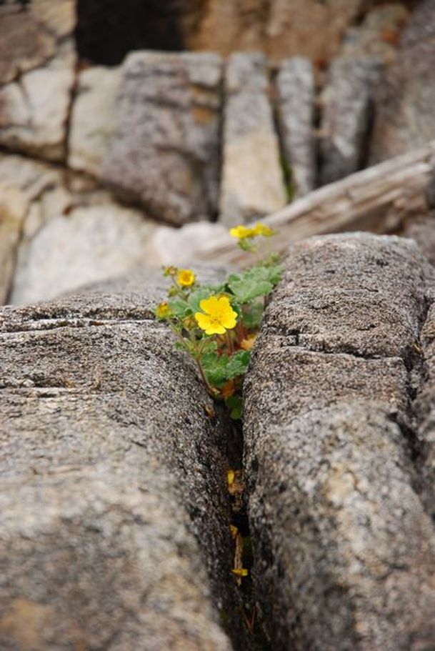 Villous cinquefoil (Potentilla villosa)