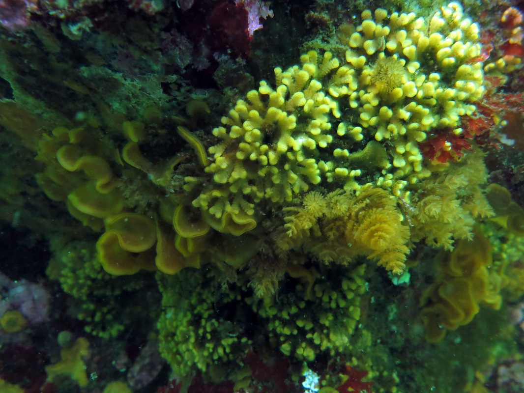 Northern staghorn bryozoan (Heteropora pacifica)