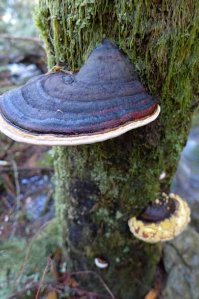 Artist's conk (Ganoderma applanatum)