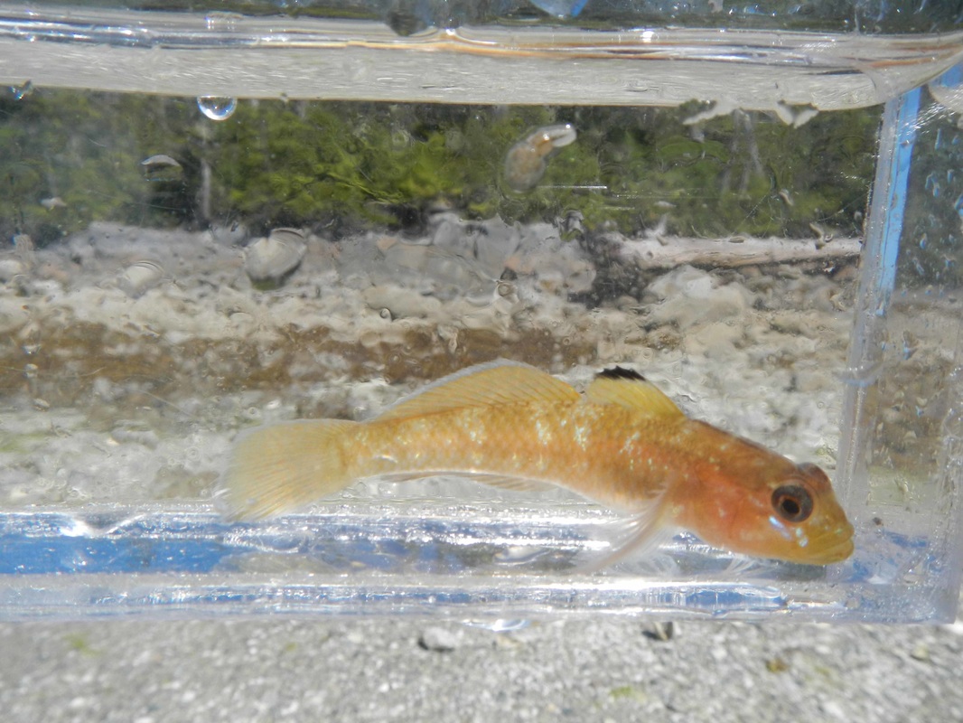 Blackeye goby (Rhinogobiops nicholsii)