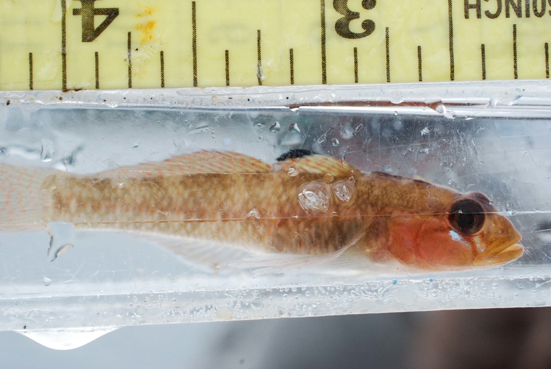 Blackeye goby (Rhinogobiops nicholsii)