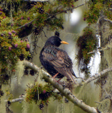 European starling (Sturnus vulgaris)