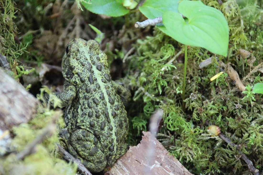 Western toad (Anaxyrus boreas)