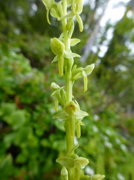 Slender bog-orchid (Platanthera stricta)