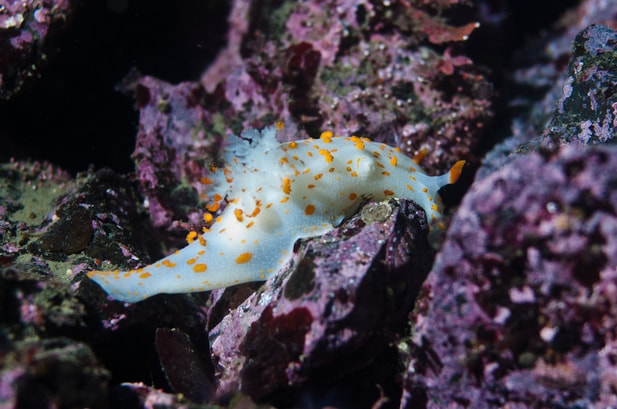 Clown nudibranch, sea-clown nudibranch, sea-clown triopha, clown dorid, orange-spotted nudibranch (Triopha catalinae, Catalina triopha, Triopha carpenteri)