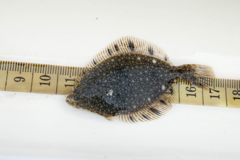 Starry flounder (Platichthys stellatus)