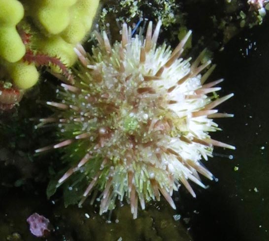White sea urchin (Strongylocentrotus pallidus)
